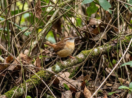 Carolina wren