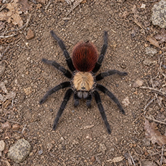 golden red rump tarantula