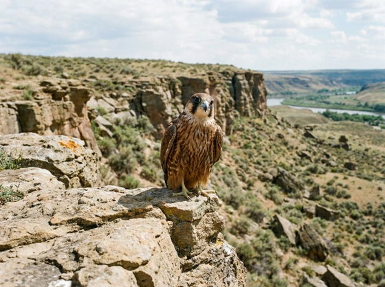 peregrine x saker hybrid