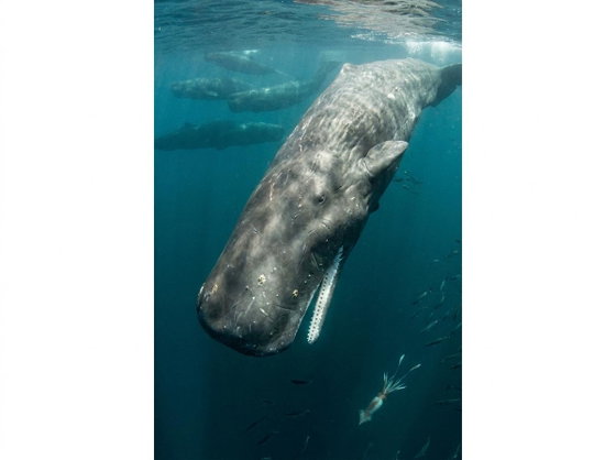 sperm whale