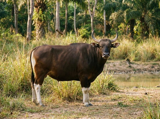 banteng