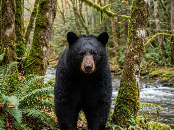American black bear