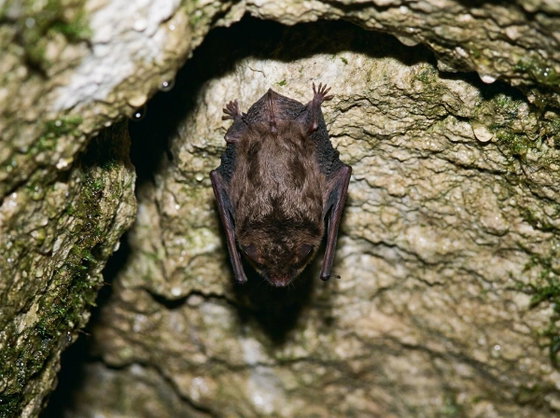 little brown bat