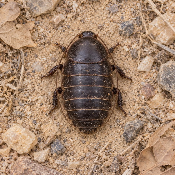 Egyptian cockroach