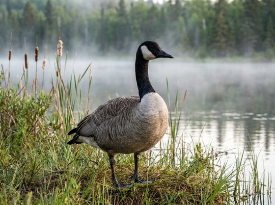Canada goose