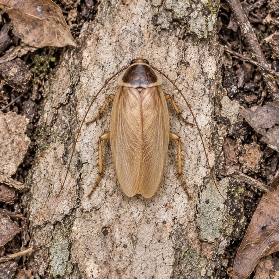 pallid cockroach