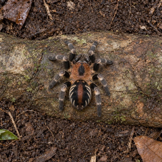 Peruvian black and white dwarf tarantula