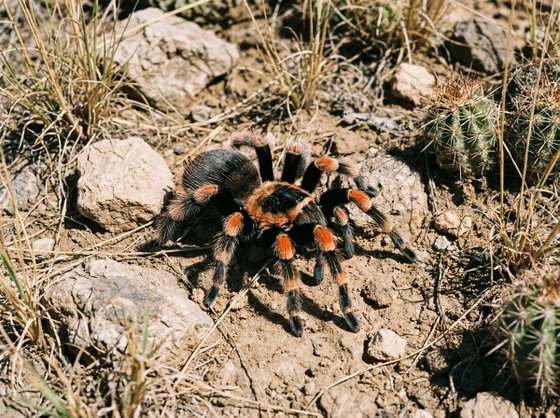 Mexican red knee tarantula