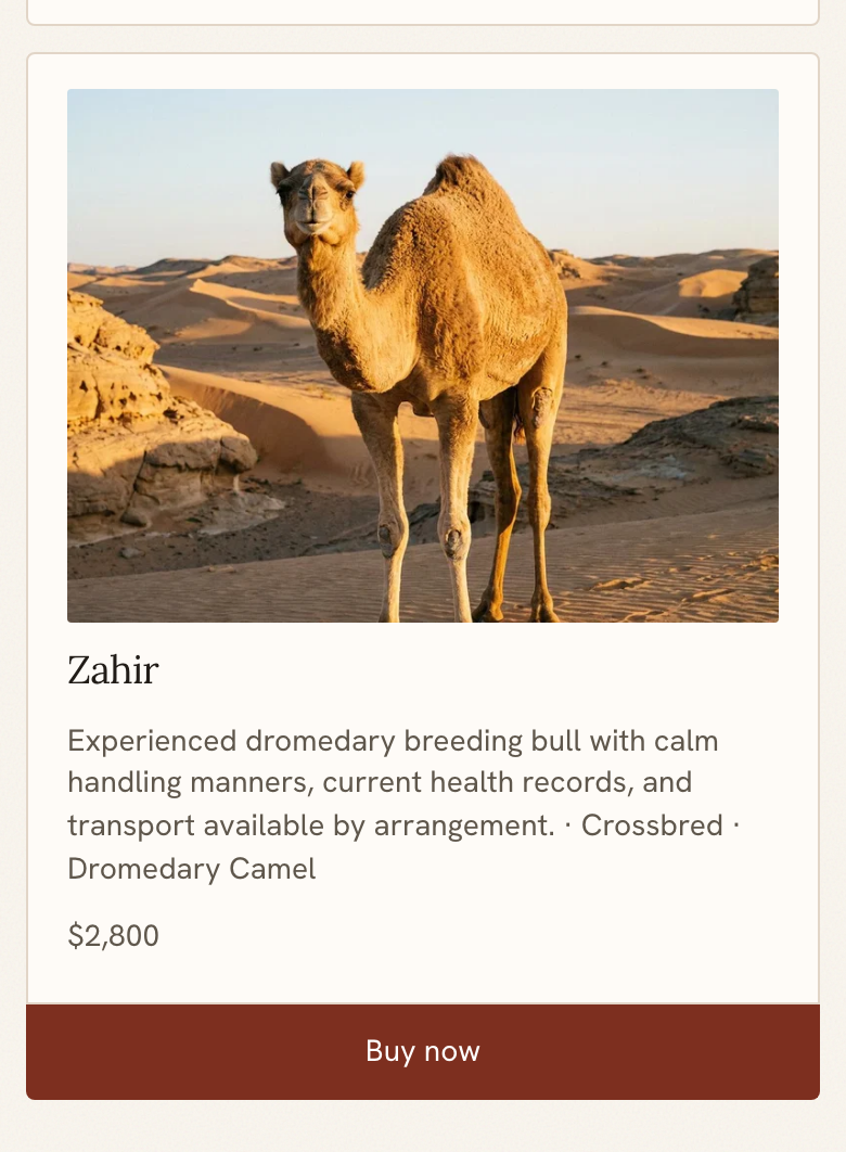 Listing card for Zahir the dromedary camel on a breeder website, priced at $2,800 with a Buy now button