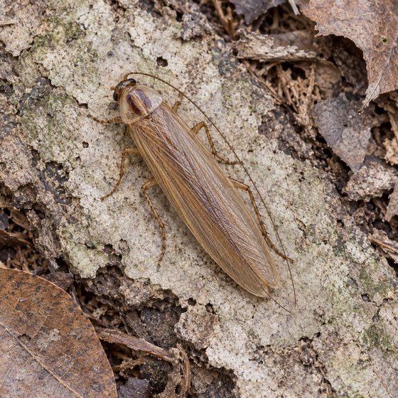 Parish's thin-nerved roach