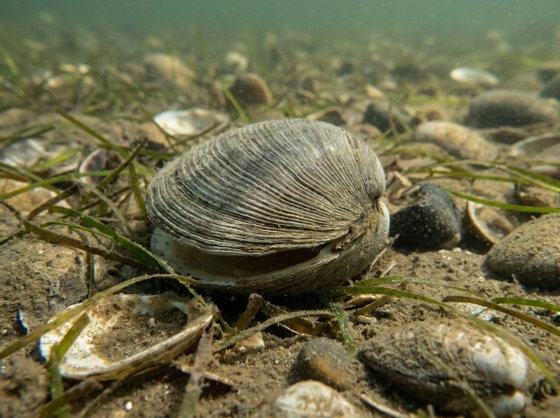 hard clam