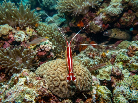 cleaner shrimp