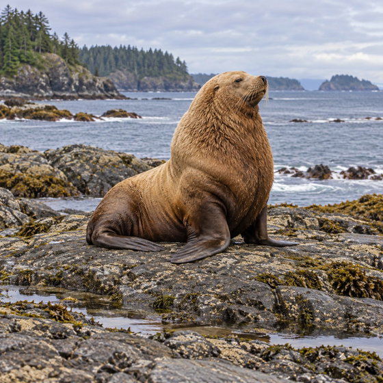Steller sea lion