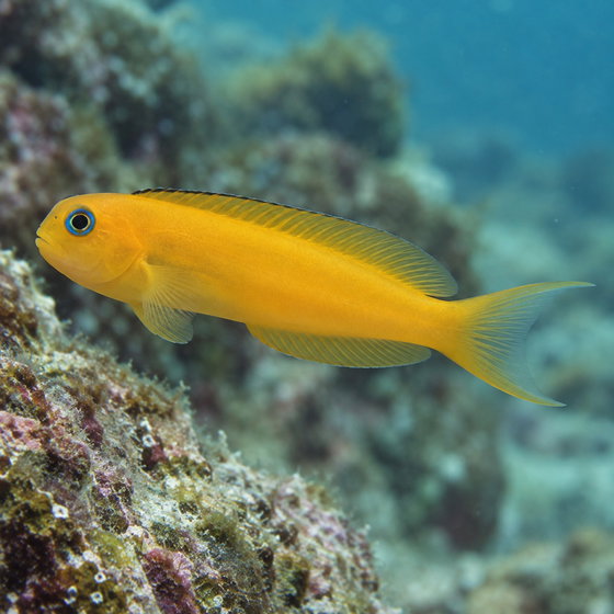 Persian blenny
