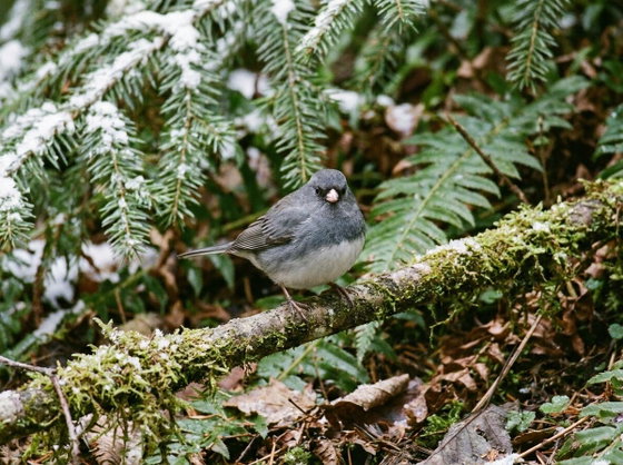 dark-eyed junco