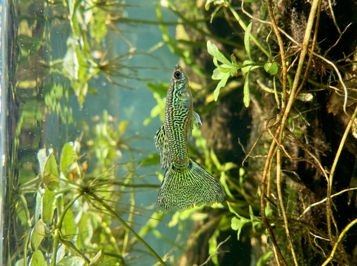 Grass