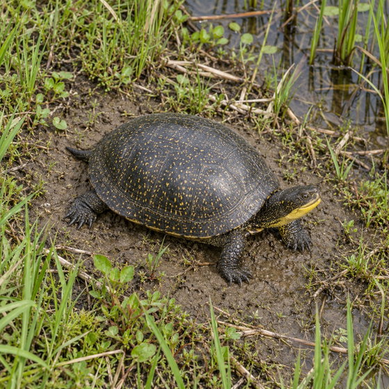 Blanding's turtle