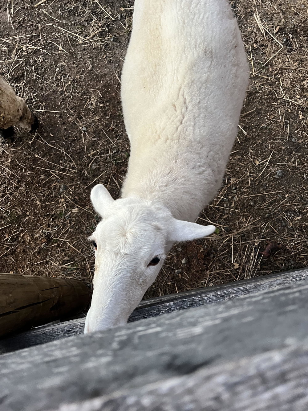 Barry, photo 3