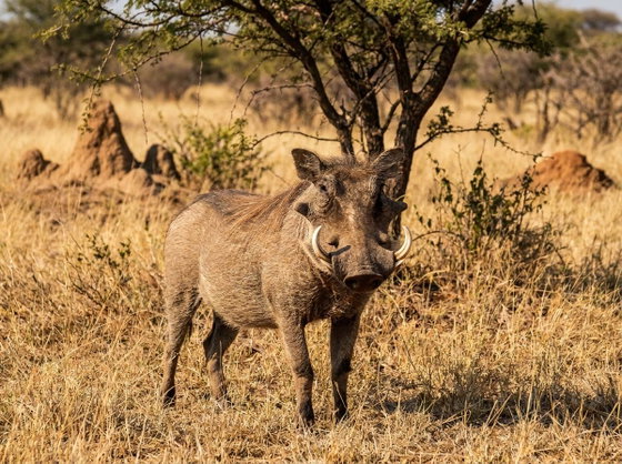 common warthog
