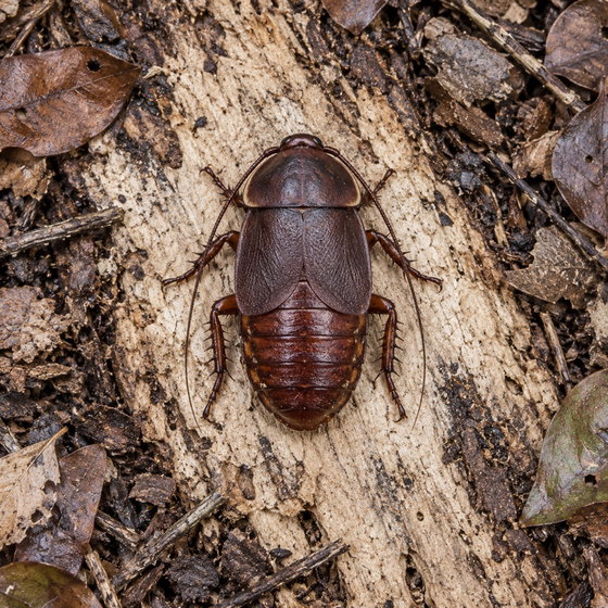 Cuban burrowing cockroach