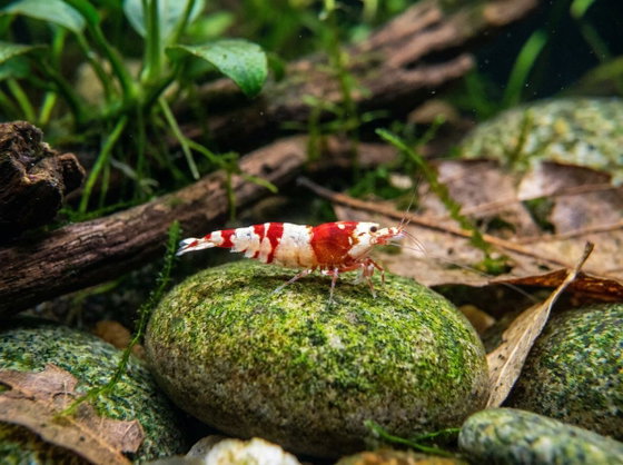 caridina shrimp