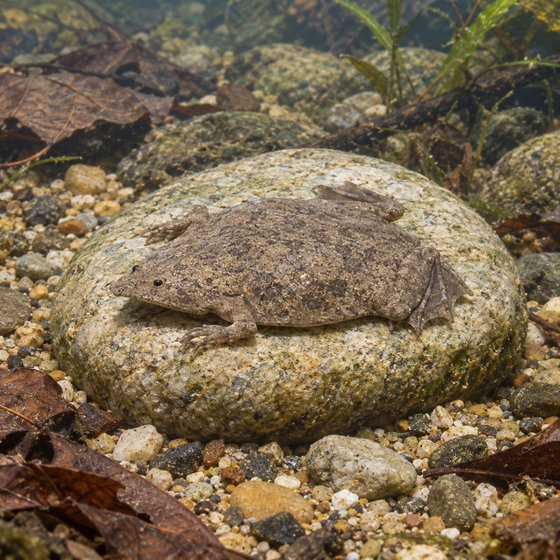 Sabana Surinam toad
