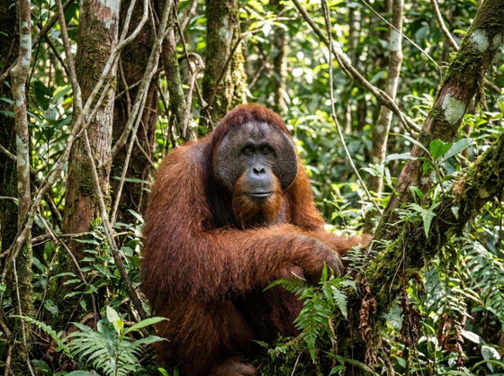Bornean orangutan