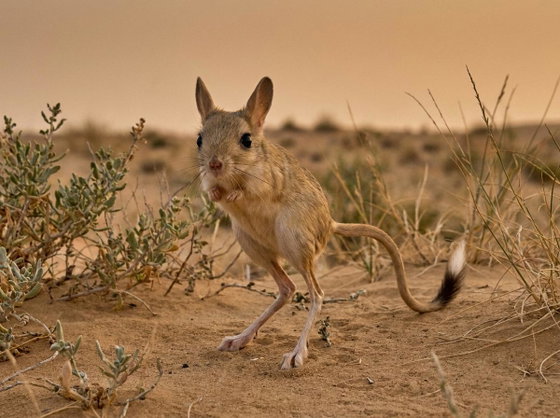 jerboa