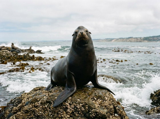 California sea lion