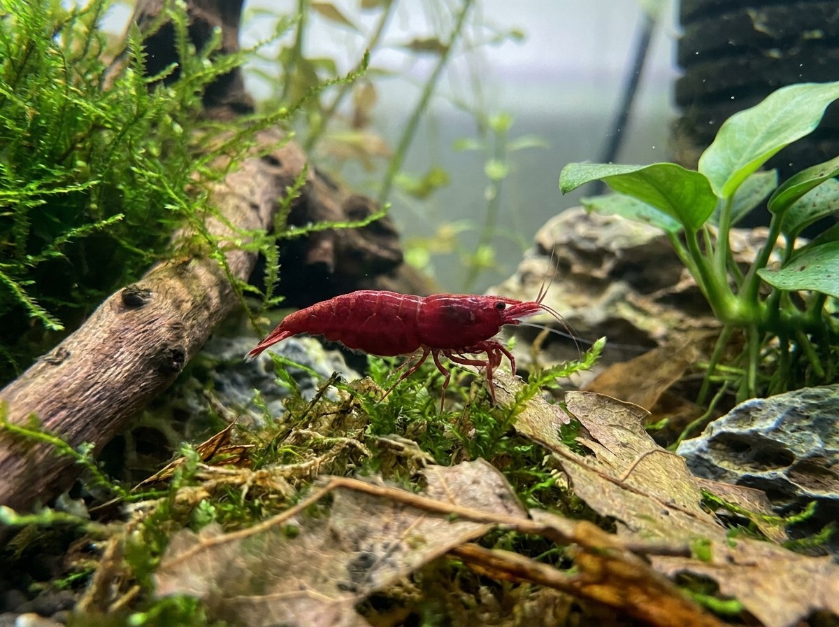 Fire Red