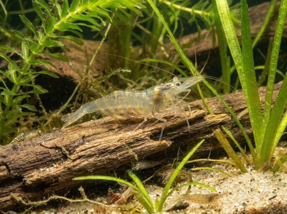 ghost shrimp