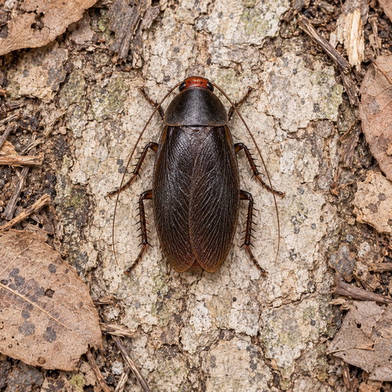 red-head roach