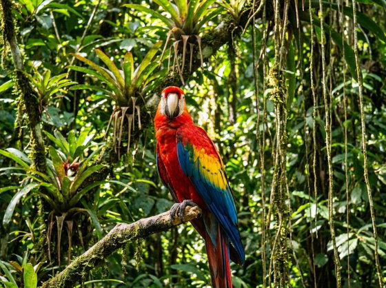 scarlet macaw