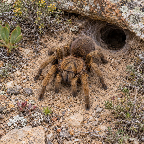 bronze baboon tarantula