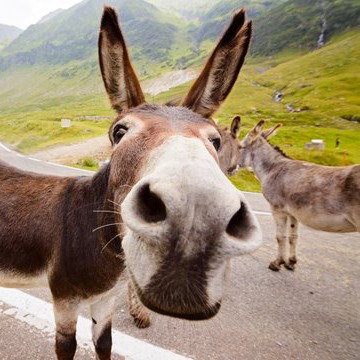 Donk