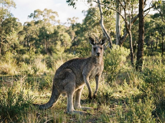 eastern grey kangaroo