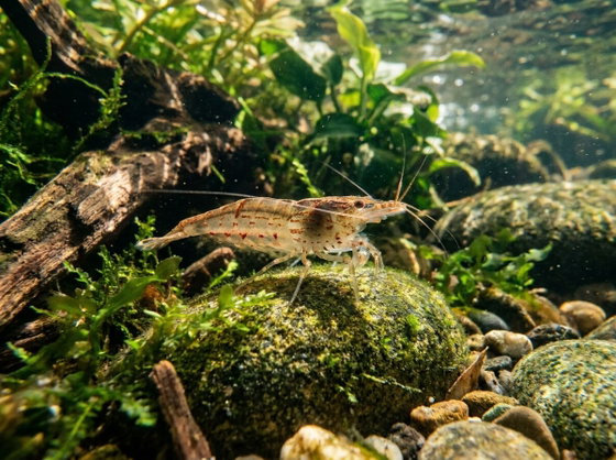 amano shrimp