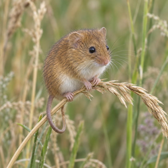 Eurasian harvest mouse