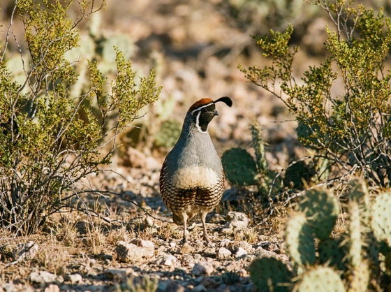 Gambel's Quail
