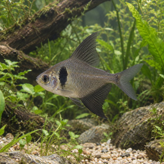 black phantom tetra