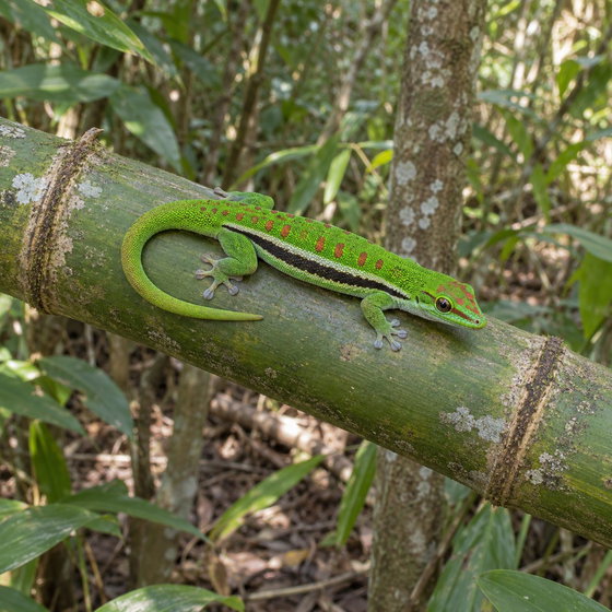 striped day gecko