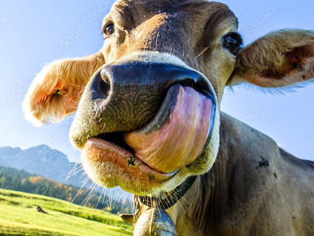 Moow