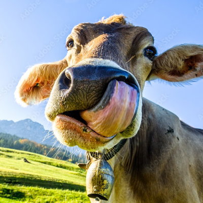 Moow profile picture