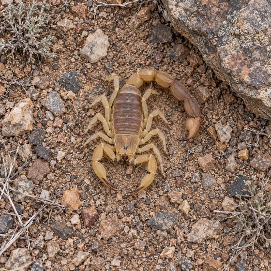 Cape thick tail scorpion