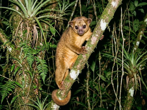 kinkajou