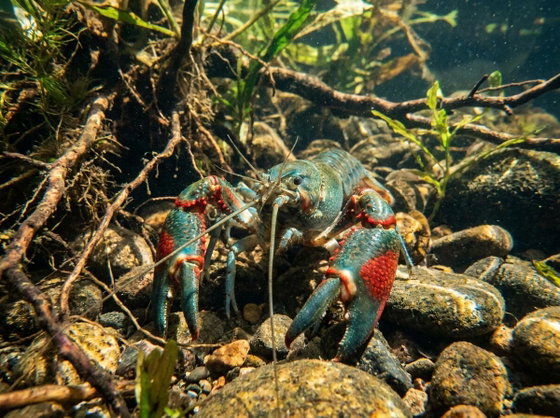 redclaw crayfish