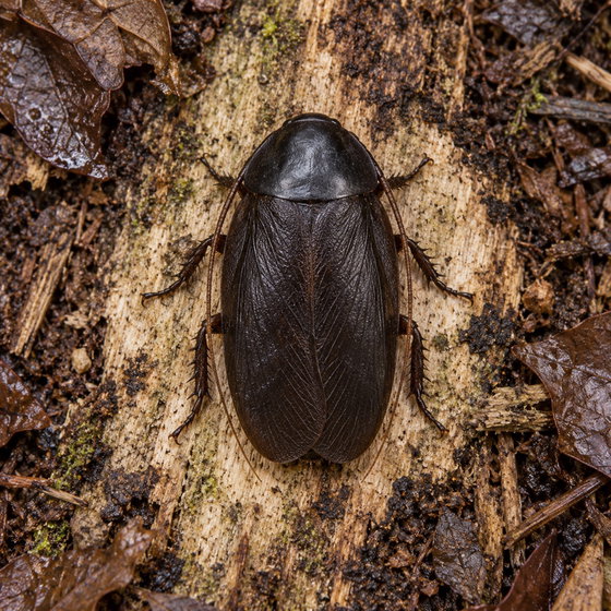 big black beetle mimic