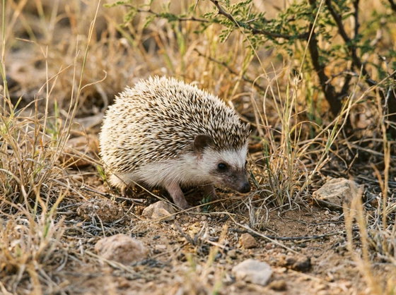 African pygmy hedgehog