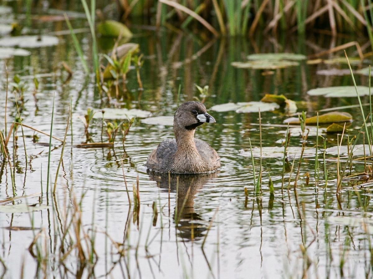 pied-billed grebe