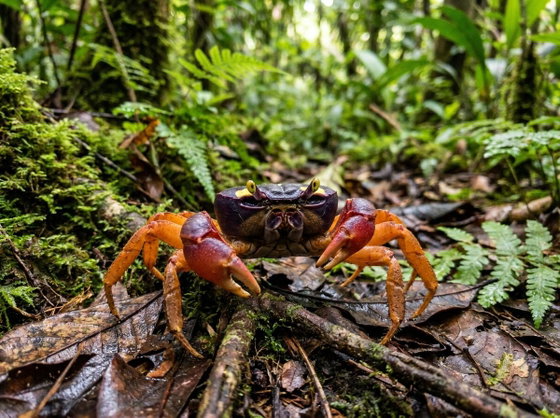 halloween moon crab
